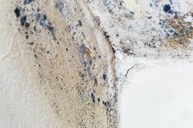 Mold Documentation for Insurance Claims in Hawley, MN